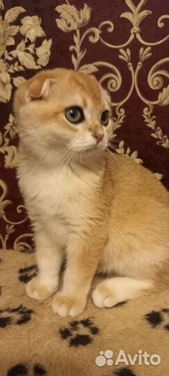 Шотландские вислоухие котята золотая шиншилла