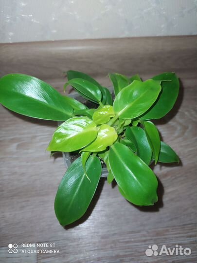 Цветы комнатные