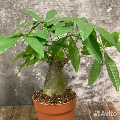 Пахира водная (Pachira aquatica)