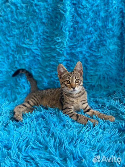 Очаровашки Тигрули в добрые руки