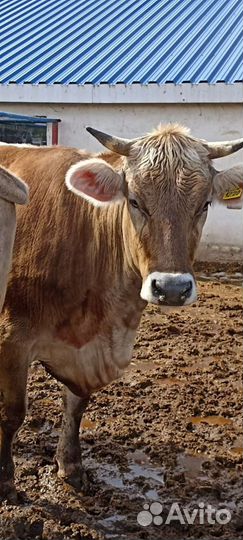 Нетели, коровы