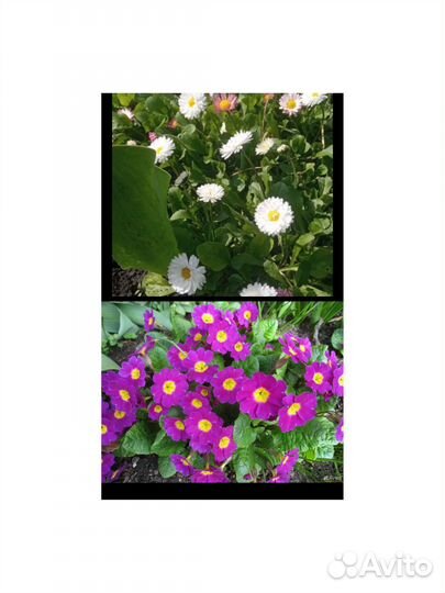 Маргаритки, примула