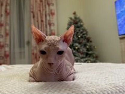 Донской сфинкс котёнок, Гродно