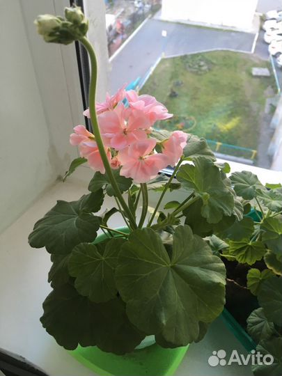 Герань, фуксия