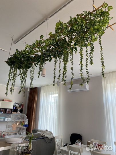 Шефлера панно деккоративное подвесное