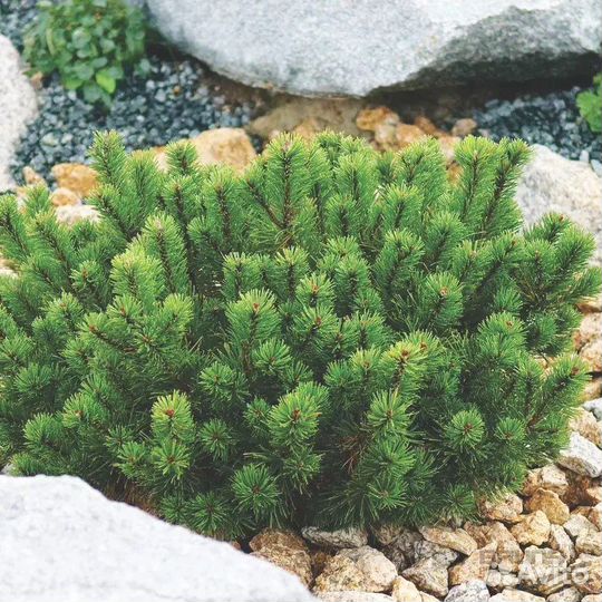 Сосна горная пумилио