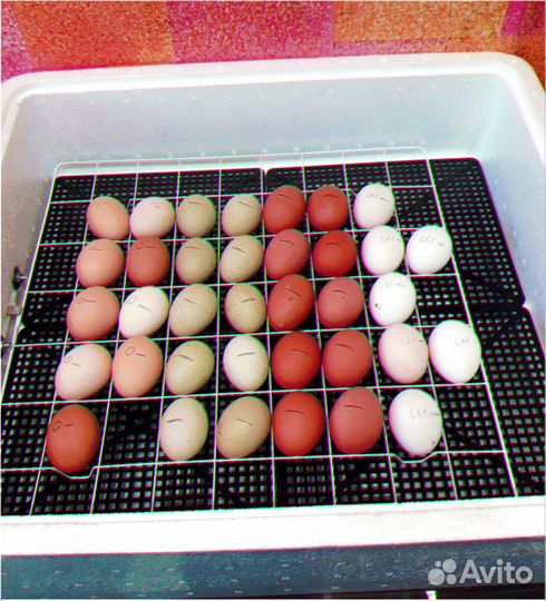 Инкубатор автоматический