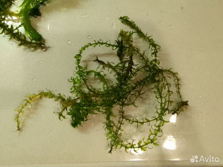 Аквариумные водоросли