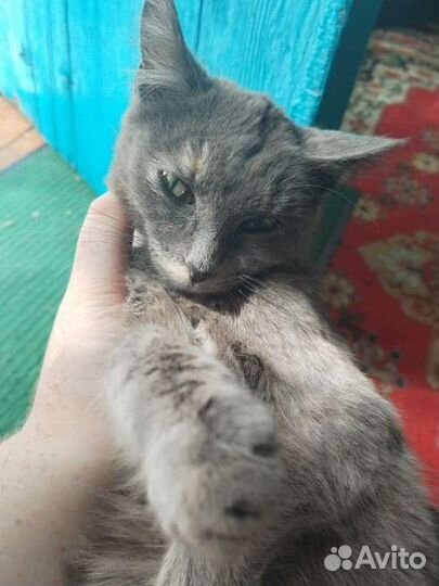 SOS - Кошечка ищет дом