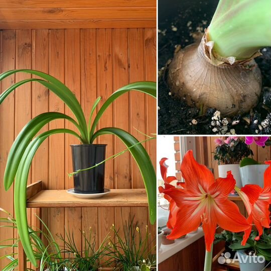 Гиппеаструм