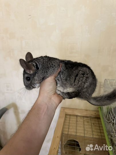 Шиншилла семья