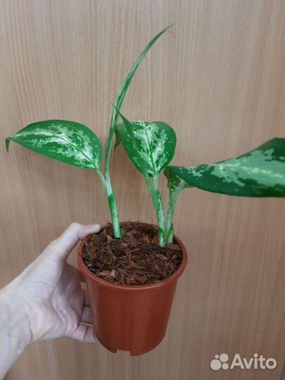 Аглаонемы разные