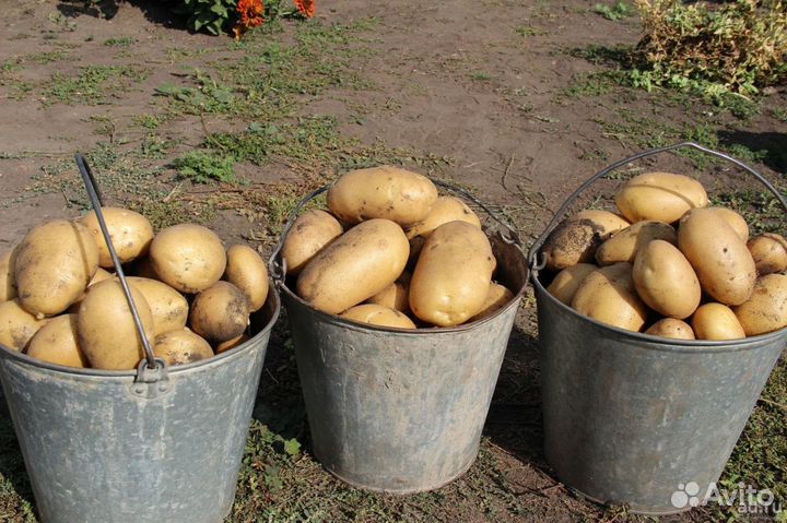 Семенной картофель