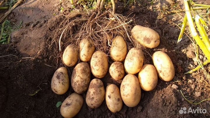 Картофель крупный