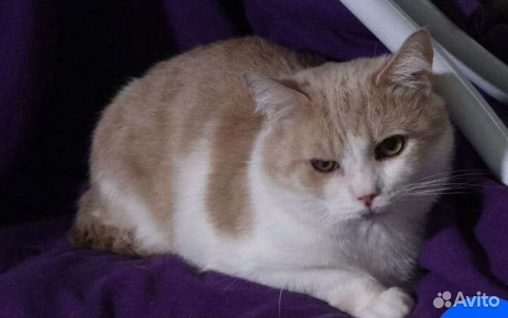 Персик ждёт в приюте