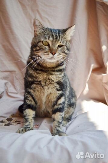 Кошка-инвалид ищет дом