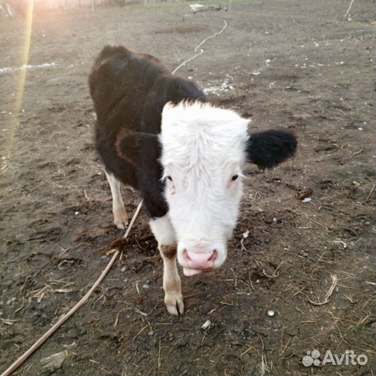 Корова дойная Телки Бычки