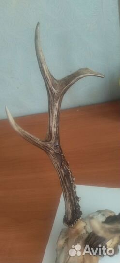 Рога косули