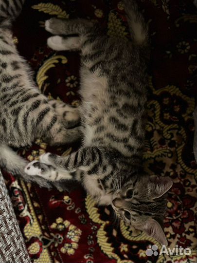 Бенгальские котята