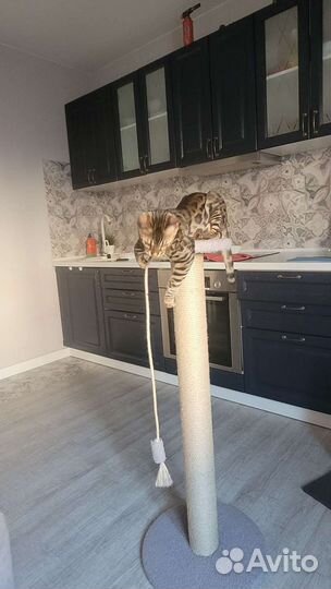 Когтеточка для кошек