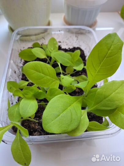 Рассада душистого табака