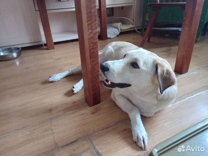 Помесь Лабрадора