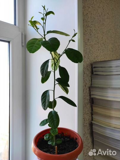 Лимонное дерево