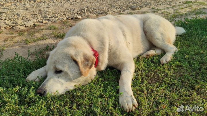 Собака друг человека