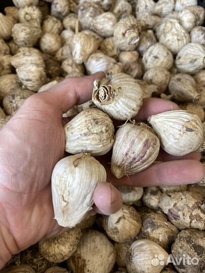 Однозубка чеснока