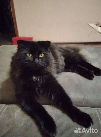Кошка в дар
