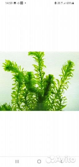 Эладея аквариумная