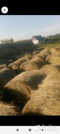 Продам сено в рулонах