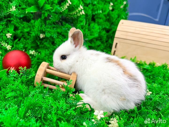 Мини карликовый кролик - ручной с ладонь