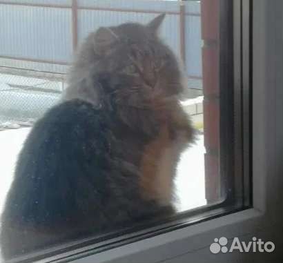 Кот и кошка (мышеловы)