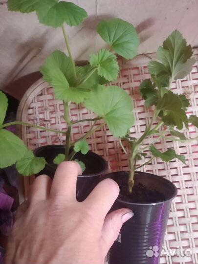 Королевская пеларгония Элеганс