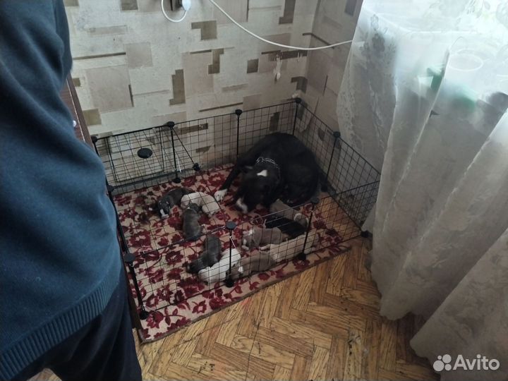 Щенки амстафа
