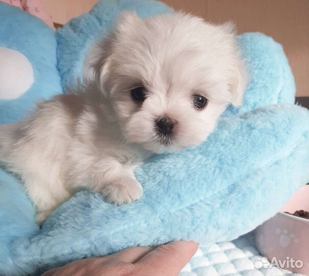 Мальтезе. Щенки Мальтийской болонки