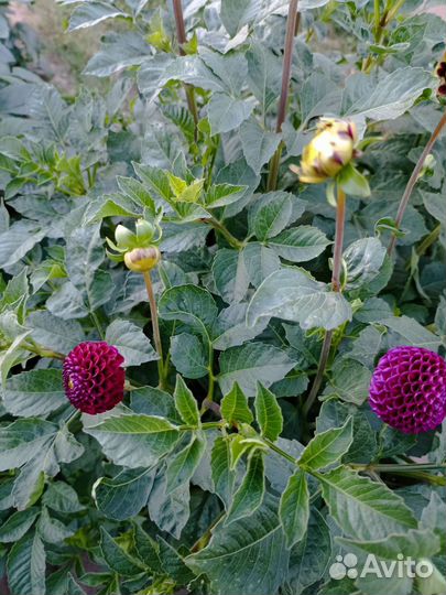 Георгины клубни