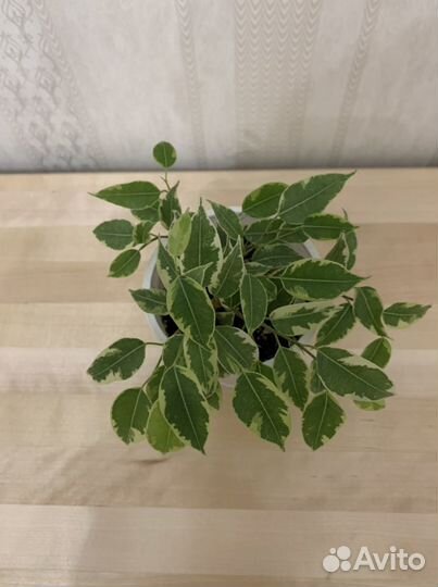 Фикус бенджамина разных разновидностей