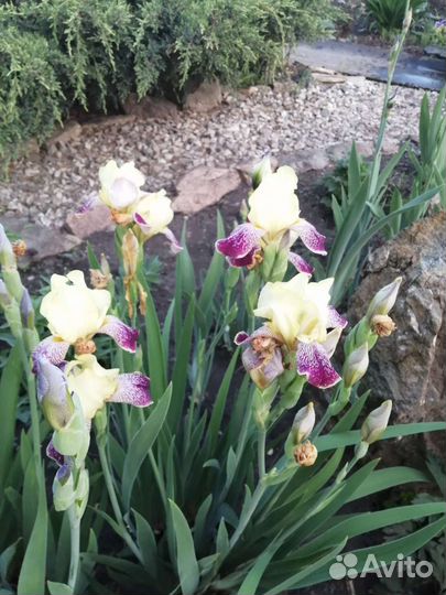 Ирисы