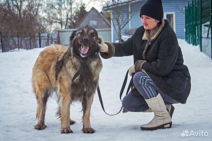Отдам в добрые руки
