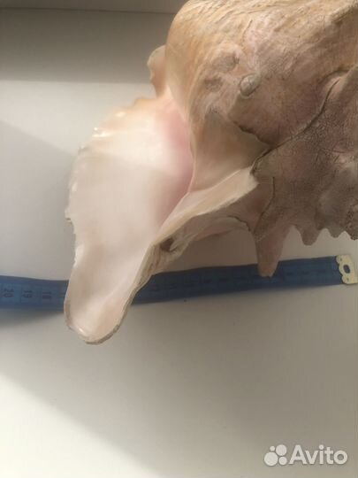 Раковина морская большая (Куба)