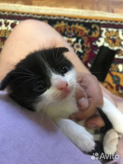 Котята ищут дом