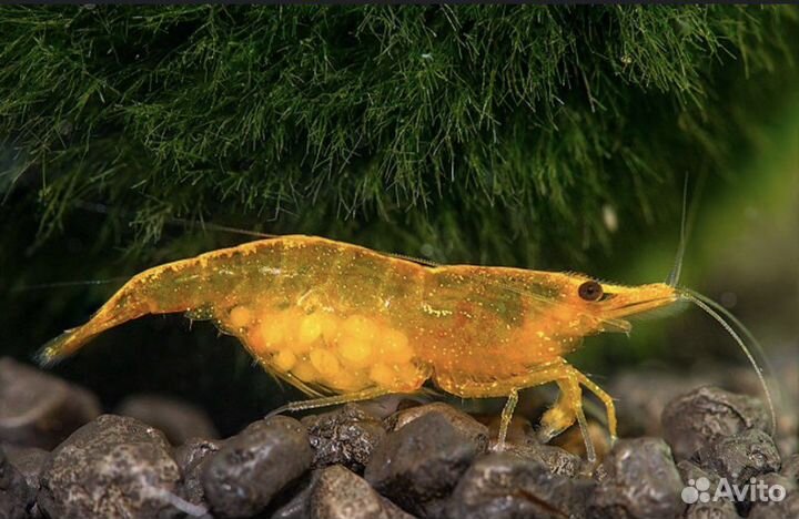 Креветки «Каредины и неокаредины»,теодоскусы