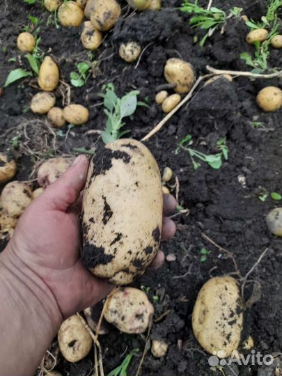 Продам картофель