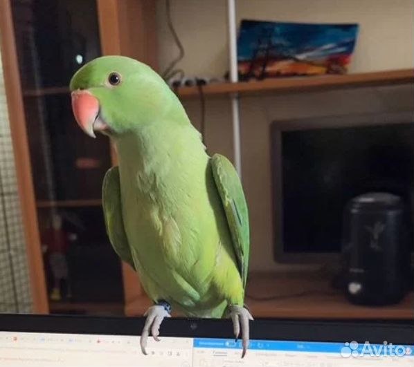 Ожереловый попугай птенцы
