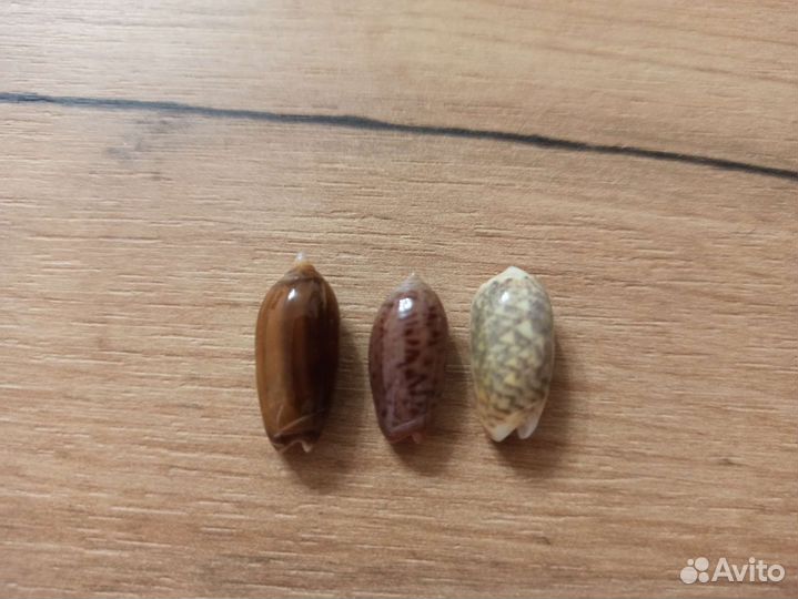 Морская раковина