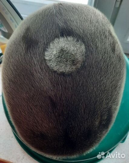 Кепка мужская из нерпы бесплатно