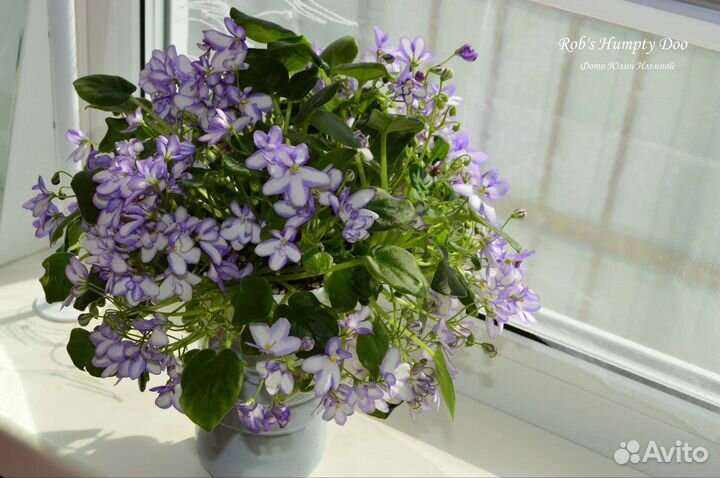 Свежесрезанные головы и черенки фиалок-трейлеров