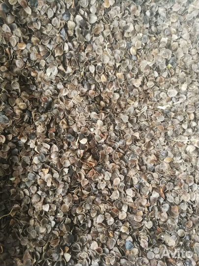 Гречневая лузга